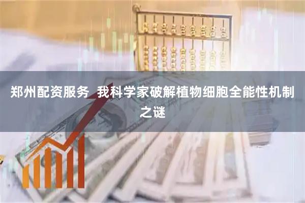 郑州配资服务  我科学家破解植物细胞全能性机制之谜